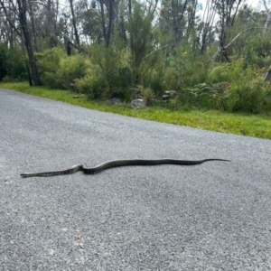 Morelia spilota spilota at Bundanoon - 30 Mar 2024