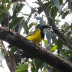 Pachycephala pectoralis (Golden Whistler) at Guula Ngurra National Park - 18 Mar 2024 by NigeHartley