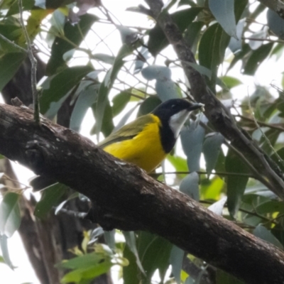 Pachycephala pectoralis (Golden Whistler) at Wingecarribee Local Government Area - 19 Mar 2024 by NigeHartley