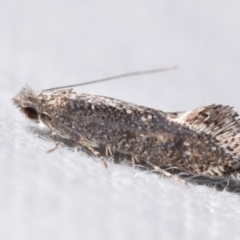 Opogona omoscopa (Detritus Moth) at QPRC LGA - 29 Mar 2024 by DianneClarke
