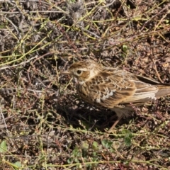 Alauda arvensis (Eurasian Skylark) at Canyonleigh - 19 Mar 2024 by NigeHartley