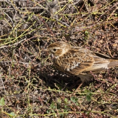Alauda arvensis (Eurasian Skylark) at Wingecarribee Local Government Area - 19 Mar 2024 by NigeHartley