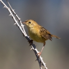 Cisticola exilis (Golden-headed Cisticola) at Canyonleigh, NSW - 19 Mar 2024 by NigeHartley