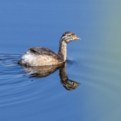 Tachybaptus novaehollandiae (Australasian Grebe) at Canyonleigh, NSW - 19 Mar 2024 by NigeHartley