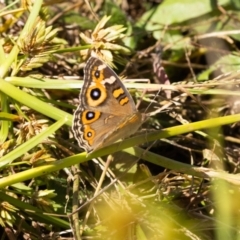 Junonia villida (Meadow Argus) at Canyonleigh, NSW - 19 Mar 2024 by NigeHartley