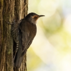 Climacteris erythrops (Red-browed Treecreeper) at Penrose - 2 Apr 2024 by NigeHartley