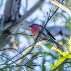 Petroica rosea (Rose Robin) at Penrose - 2 Apr 2024 by NigeHartley