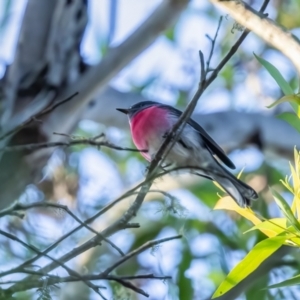 Petroica rosea (Rose Robin) at Wingecarribee Local Government Area by NigeHartley