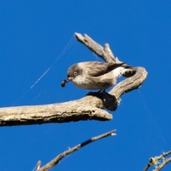 Daphoenositta chrysoptera (Varied Sittella) at Wingecarribee Local Government Area - 2 Apr 2024 by NigeHartley