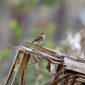 Petroica phoenicea at Bondo State Forest - 29 Mar 2024 05:06 PM