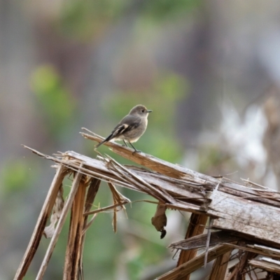 Petroica phoenicea (Flame Robin) at Bondo State Forest - 29 Mar 2024 by Wildlifewarrior80