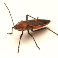 Leptocoris mitellatus at Ainslie, ACT - 1 Apr 2024