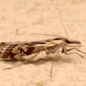 Hednota pedionoma at Ainslie, ACT - 2 Apr 2024