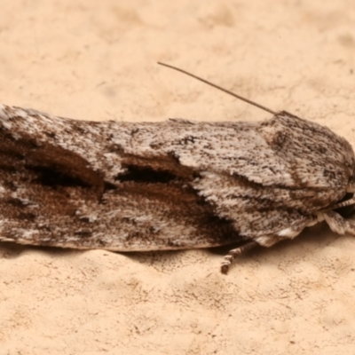 Agriophara confertella (A Flat-bodied moth (Depressidae) at Ainslie, ACT - 31 Mar 2024 by jb2602