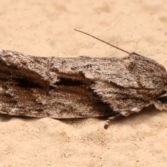 Agriophara confertella (A Concealer moth) at Ainslie, ACT - 31 Mar 2024 by jb2602