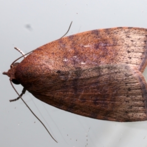 Austrocarea iocephala at Ainslie, ACT - 2 Apr 2024