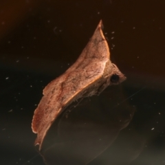 Sophta concavata at Ainslie, ACT - 2 Apr 2024 08:13 PM
