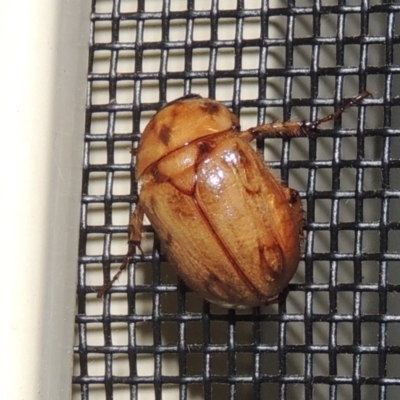 Cyclocephala signaticollis (Argentinian scarab) at Conder, ACT - 11 Nov 2023 by michaelb