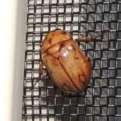 Cyclocephala signaticollis (Argentinian scarab) at Conder, ACT - 11 Nov 2023 by michaelb