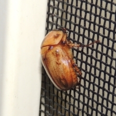 Cyclocephala signaticollis at Pollinator-friendly garden Conder - 11 Nov 2023