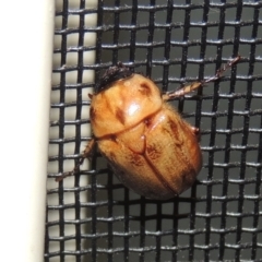 Cyclocephala signaticollis at Pollinator-friendly garden Conder - 11 Nov 2023