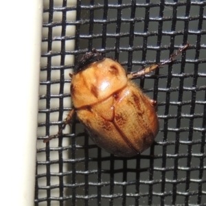 Cyclocephala signaticollis at Pollinator-friendly garden Conder - 11 Nov 2023 09:16 PM