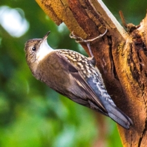 Cormobates leucophaea at Labertouche, VIC - 22 Jun 2022