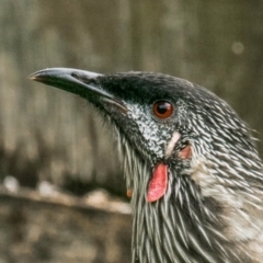 Anthochaera carunculata (Red Wattlebird) at Labertouche, VIC - 30 Mar 2022 by Petesteamer