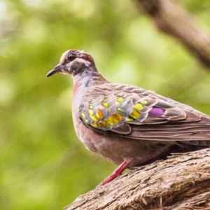 Phaps chalcoptera (Common Bronzewing) at Labertouche, VIC by Petesteamer