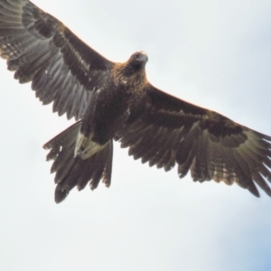 Aquila audax at Labertouche, VIC - 7 Jul 2013