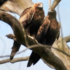 Aquila audax at Labertouche, VIC - 7 Jul 2013