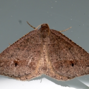 Parosteodes fictiliaria at Ainslie, ACT - 31 Mar 2024