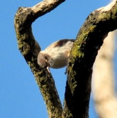 Daphoenositta chrysoptera (Varied Sittella) at Labertouche, VIC - 7 Jul 2013 by Petesteamer