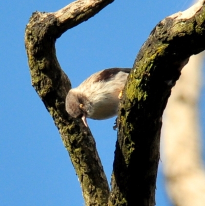 Daphoenositta chrysoptera (Varied Sittella) at Labertouche, VIC - 7 Jul 2013 by Petesteamer