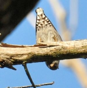 Daphoenositta chrysoptera at Labertouche, VIC - 7 Jul 2013