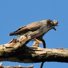 Daphoenositta chrysoptera at Labertouche, VIC - 7 Jul 2013 11:28 AM