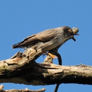 Daphoenositta chrysoptera at Labertouche, VIC - 7 Jul 2013 11:28 AM