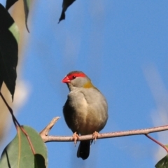 Neochmia temporalis (Red-browed Finch) at Labertouche, VIC - 7 Jul 2013 by Petesteamer