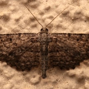 Psilosticha pristis at Ainslie, ACT - 1 Apr 2024