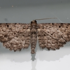 Psilosticha pristis at Ainslie, ACT - 1 Apr 2024