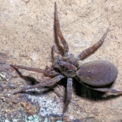 Lycosidae (family) at Moncrieff, ACT - 5 Nov 2022 by smithga