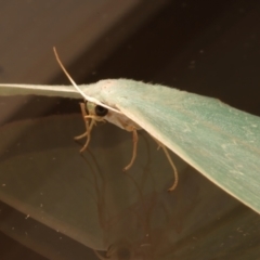 Prasinocyma semicrocea at Ainslie, ACT - 31 Mar 2024