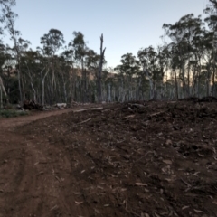 Callocephalon fimbriatum (Gang-gang Cockatoo) at Bondo State Forest - 29 Mar 2024 by brettguy80