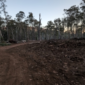 Callocephalon fimbriatum at Bondo State Forest - suppressed