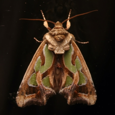 Cosmodes elegans (Green Blotched Moth) at Ainslie, ACT - 2 Apr 2024 by jb2602