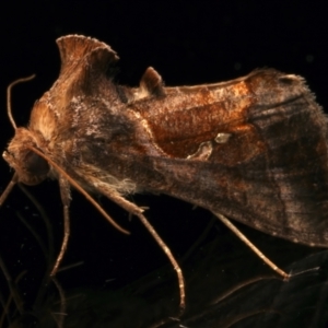 Chrysodeixis eriosoma at Ainslie, ACT - 1 Apr 2024