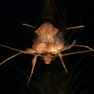 Chrysodeixis eriosoma at Ainslie, ACT - 1 Apr 2024