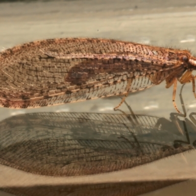 Stenosmylus tenuis (Osmylid lacewing) at Ainslie, ACT - 1 Apr 2024 by jb2602