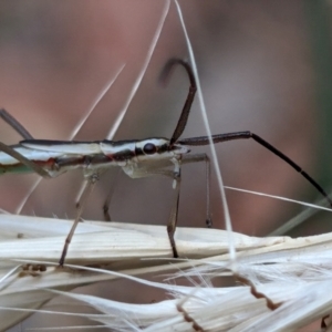 Mutusca brevicornis at Higgins Woodland - 3 Apr 2024 01:07 PM