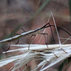 Mutusca brevicornis at Higgins Woodland - 3 Apr 2024